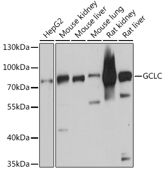 GCLC Rabbit pAb