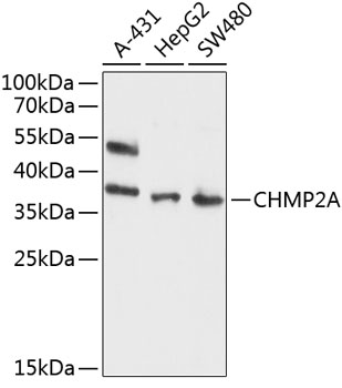 CHMP2A Rabbit pAb