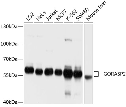 GORASP2 Rabbit pAb