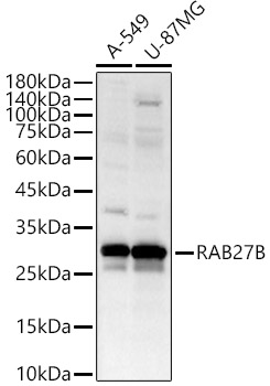 RAB27B Rabbit pAb