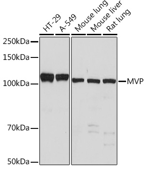 MVP Rabbit mAb