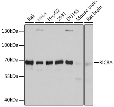 RIC8A Rabbit pAb