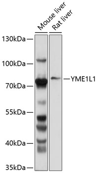 YME1L1 Rabbit pAb
