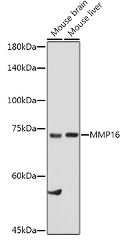 MMP16 Rabbit pAb
