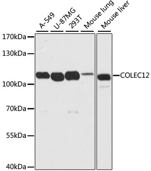 COLEC12 Rabbit pAb