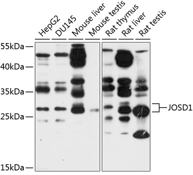 JOSD1 Rabbit pAb