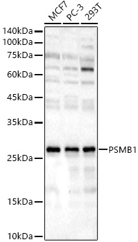 PSMB1 Rabbit pAb