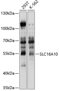 SLC16A10 Rabbit pAb