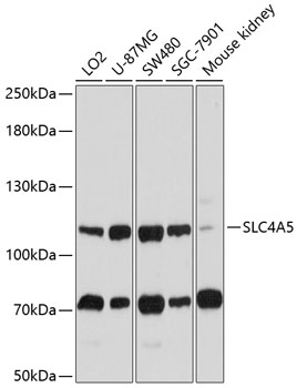 SLC4A5 Rabbit pAb