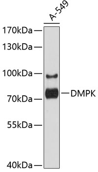 DMPK Rabbit pAb