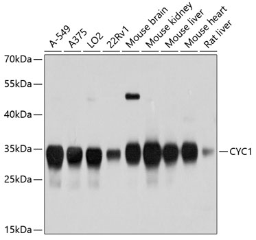 CYC1 Rabbit pAb