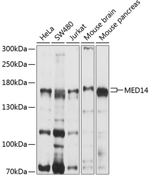MED14 Rabbit pAb