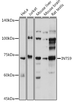 INTS9 Rabbit pAb