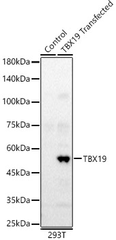 TBX19 Rabbit pAb