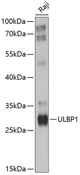 ULBP1 Rabbit pAb