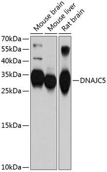 DNAJC5 Rabbit pAb