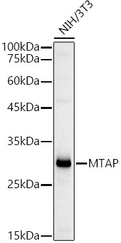 MTAP Rabbit pAb
