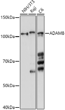 ADAM8 Rabbit pAb