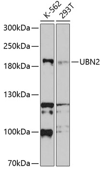 UBN2 Rabbit pAb