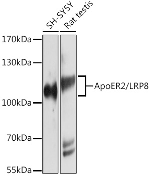 ApoER2/LRP8 Rabbit pAb