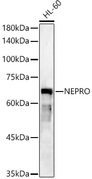 NEPRO Rabbit pAb