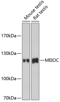 MEIOC Rabbit pAb