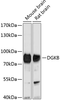 DGKB Rabbit pAb