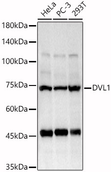 DVL1 Rabbit pAb