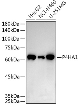 P4HA1 Rabbit pAb