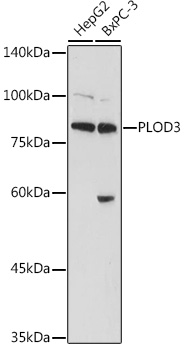 PLOD3 Rabbit pAb