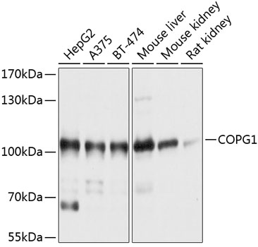 COPG1 Rabbit pAb