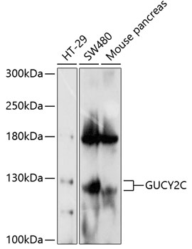 GUCY2C Rabbit pAb