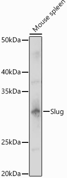 Slug Rabbit pAb