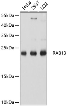 RAB13 Rabbit pAb