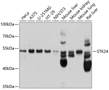 STK24 Rabbit pAb