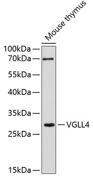VGLL4 Rabbit pAb