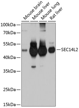SEC14L2 Rabbit pAb