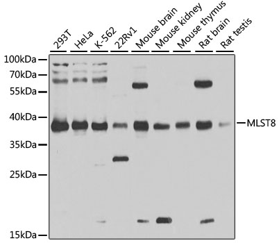 [KO Validated] MLST8 Rabbit pAb