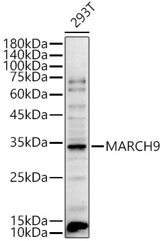 MARCH9 Rabbit pAb