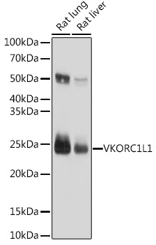 VKORC1L1 Rat pAb