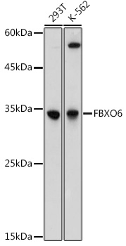 FBXO6 Rabbit pAb