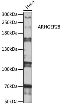 ARHGEF28 Rabbit pAb