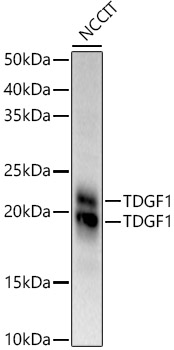 TDGF1 Rabbit pAb