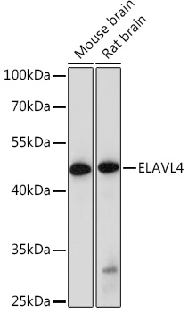 ELAVL4 Rabbit pAb