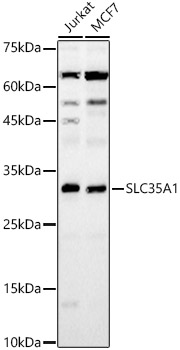 SLC35A1 Rabbit pAb