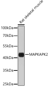 MAPKAPK-2/MK2 Rabbit pAb