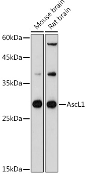 AscL1 Rabbit pAb