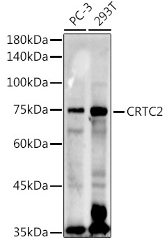 CRTC2 Rabbit pAb