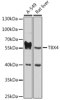 TBX4 Rabbit pAb