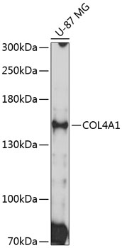 COL4A1 Rabbit pAb